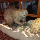 ../thumbnails/023-IMG_20180203_200130.jpeg.small.jpeg